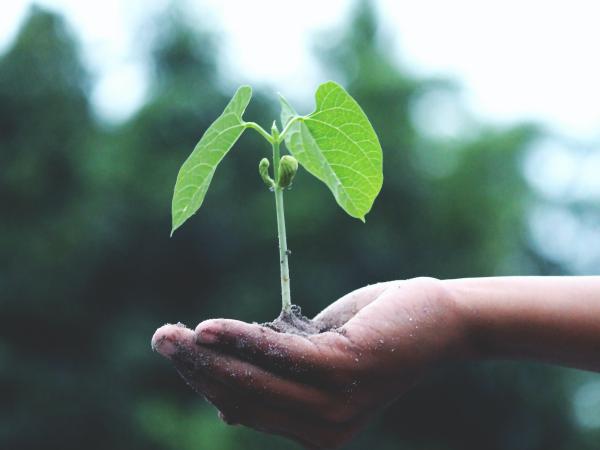 hand holding plant