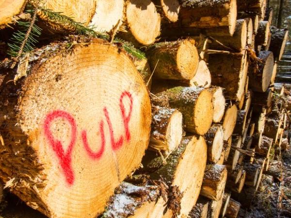 tree trunks impact of pulp