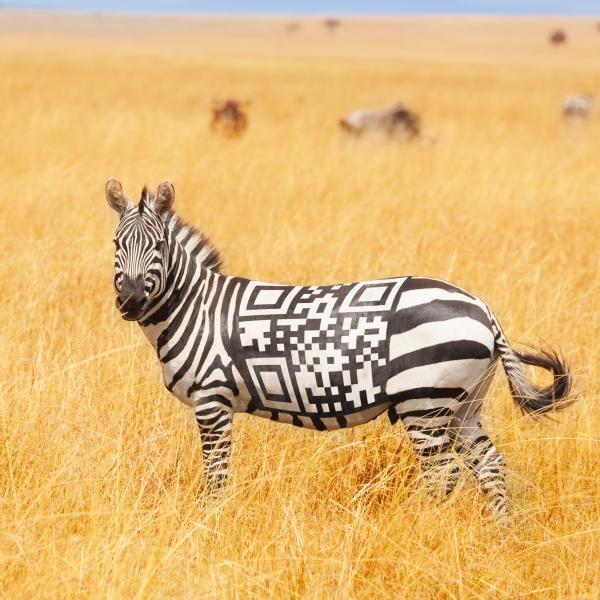 zebra qr code