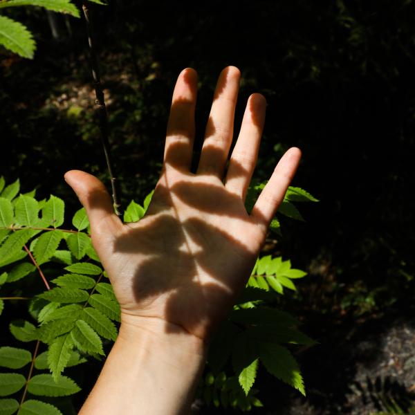 Hand with leaves shadow