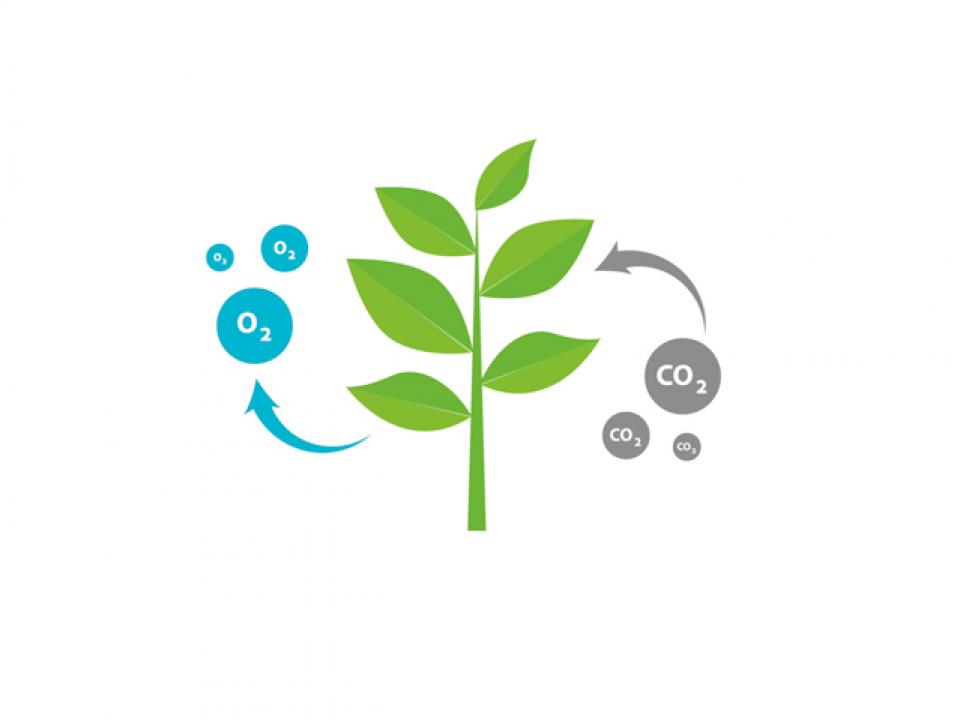 sustainability  tree branch C02