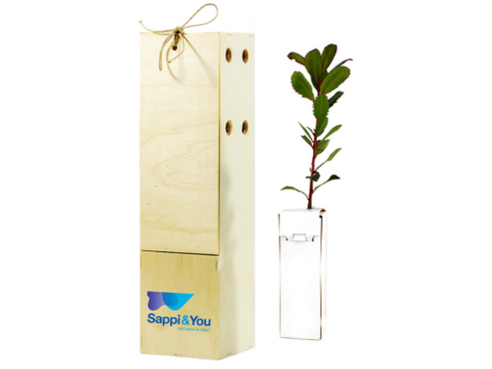 tree to plant sappi and you