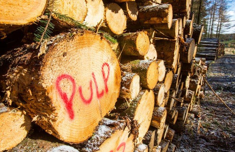 tree trunks impact of pulp